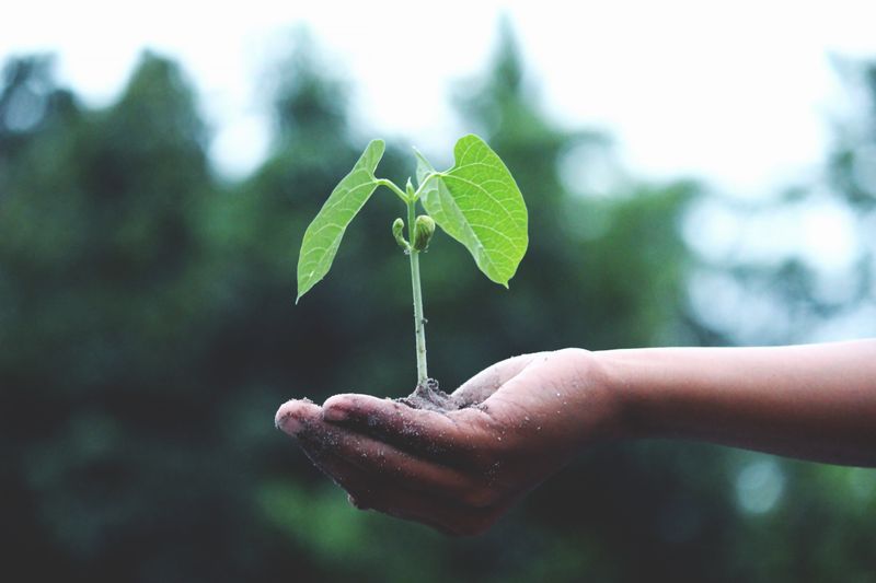 Green leaves